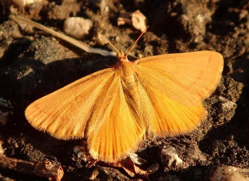 Réf. 213 946 : Lythria sp.